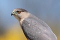 CooperÃ¢â¬â¢s Hawk (accipiter cooperii) Royalty Free Stock Photo